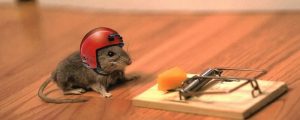 mouse_cheese_mouse_trap_helmet_funny_situation_52866_2560x1024